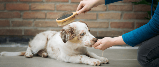 Creating a Pet-Friendly Home In Ontario
